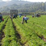 🌾🚜 ¡Granjas en Estados Unidos Buscan Trabajadores Agrícolas! Conoce los Requisitos, Salarios y Cómo Conseguir una Oportunidad Laboral 🇺🇸