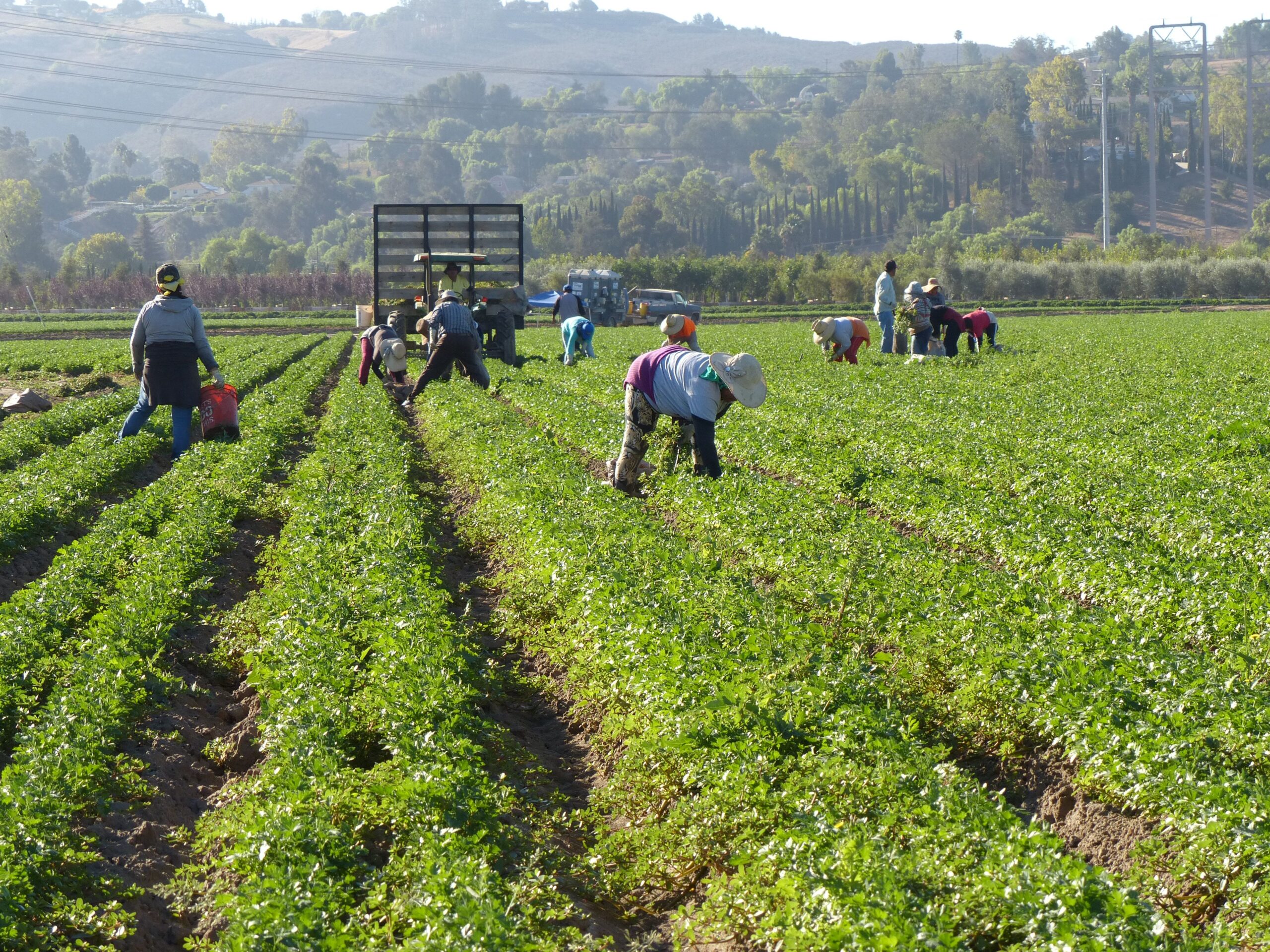 🌾🚜 ¡Granjas en Estados Unidos Buscan Trabajadores Agrícolas! Conoce los Requisitos, Salarios y Cómo Conseguir una Oportunidad Laboral 🇺🇸