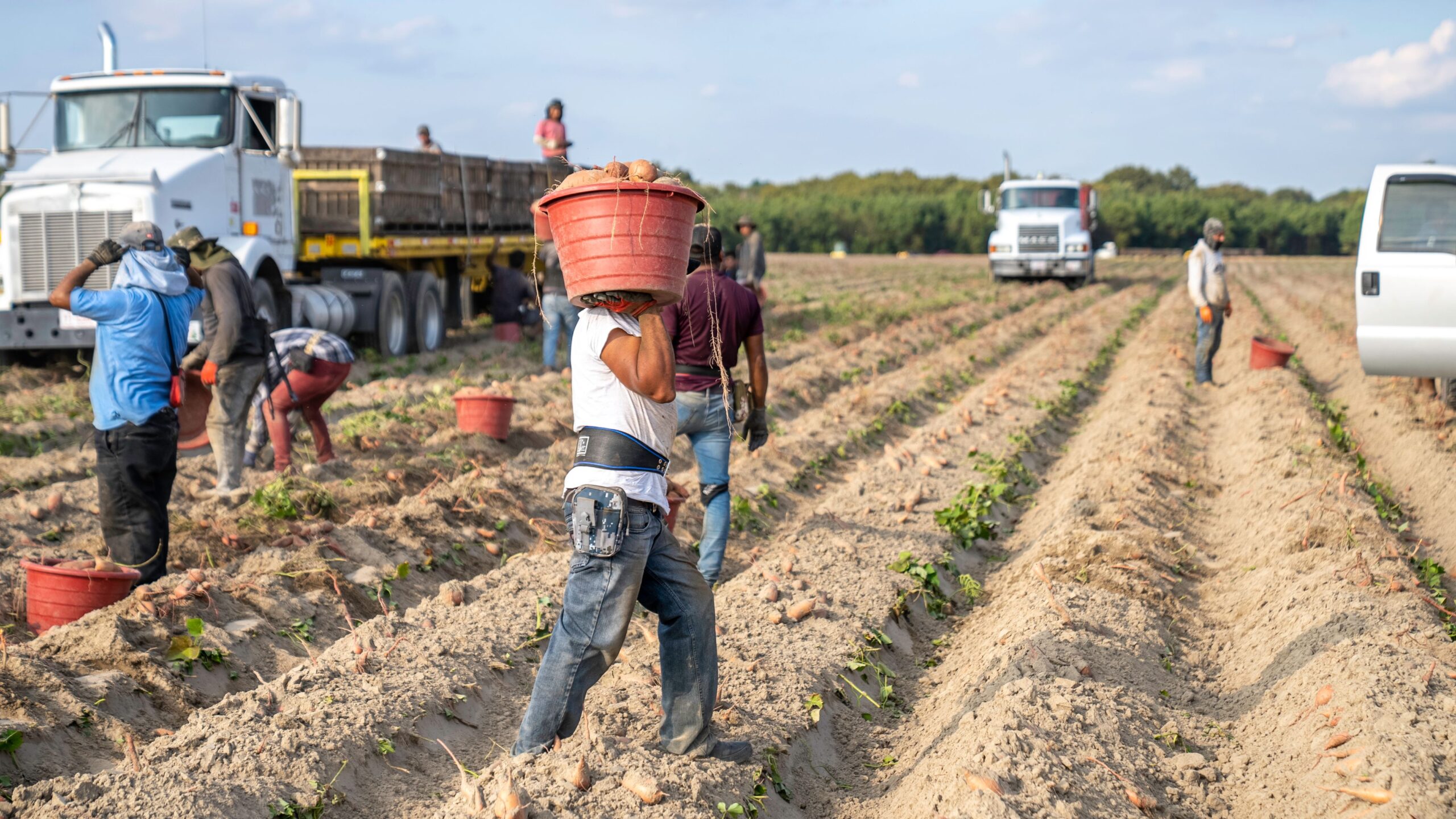 🚜🇺🇸 ¡Se Solicitan Trabajadores Agrícolas en Estados Unidos! Conoce los Requisitos, Salarios y Cómo Postular